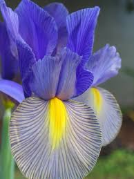 Image result for Iridaceae