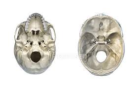 Cross section of a human bone. Human Skull Transversal Cross Section And Bottom View On White Background Structure Top Stock Photo 274965340
