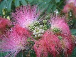 Mimosa Tree Flowers Are Inflorescences New Word For Me Also Called Silk Tree And Happiness Tree Mimosa Tree Beautiful Flowers Flowers