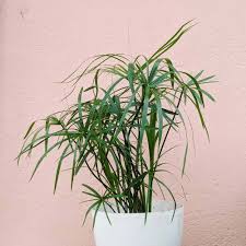 Image result for Cyperus amauropus