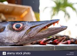 9,251 миб 320 кбит/c 4:01. Barracuda Fish Head Auf Dem Eis Ist Fotografierten Nahaufnahme Stockfotografie Alamy