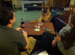 Wanna Play Uno Play Uno Kennel Animals