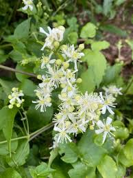 Image result for Clematis