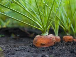 Carrot Powdery Mildew Control - Treating Powdery Mildew Symptoms In Carrots