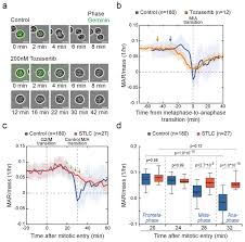 Through a microscope, you can see a cell plate beginning to develop across the middle of a cell and nuclei forming on either side of the cell plate. Mammalian Cell Growth Dynamics In Mitosis Elife