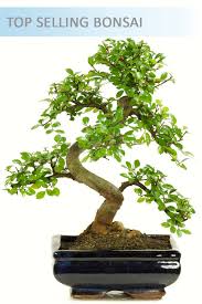 Bouquets, baskets, gifts, gourmet food Chinese Elm Beginners Indoor Bonsai Bargain With Free Delivery Available