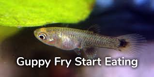 When Do Guppy Fry Start Eating