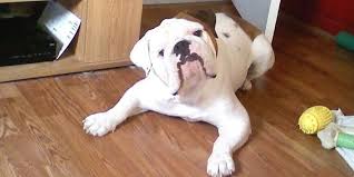 It has a life span of 12 to 14 years and was bred with the intentions of bringing back a line of bulldogs from older times but ones that were healthier and with less of the issues many bulldogs have today. The Victorian Bulldog And Its Importance The Dodo