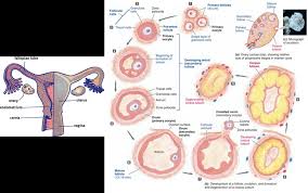 Diagrams of the female body. 2 3 Ovarian Cycle And Female Reproductive Anatomy Diagram Quizlet