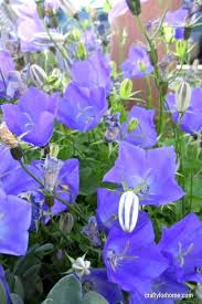 For a border that pleases all summer long, rely on a mix of colorful perennials and shrubs that can i've found that flowers with soft pastel shades get completely washed out under the harsh glare of the summer sun. 13 Easy To Grow Perennial Flower From Seed Crafty For Home
