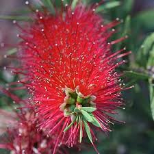 The combined membership is around 9000 people. Australian Native Plants For Sale Nurseries Online