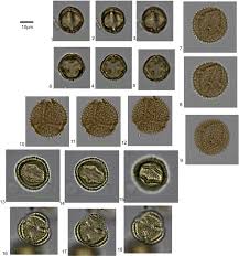 Image result for Aneulophus africanus