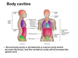 The human body and a skeleton with a silhouette of a body. Anatomical Positions Ppt Video Online Download