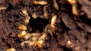 Image result for Cadaba termitaria