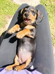 Black And Tan Mini Dachshund Pin On Hounds