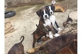 At $ 650 boxers are good family pets when treated respectfully, Boxer Puppies For Sale Las Cruces Nm 128587 Petzlover