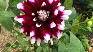 Registered or introduced this is quite distinct from my experience with most other dahlia varieties, which only propagate by division when you get a piece of the crown with a growth bud attached to a tuber. Dark Pink Dwarf Cactus Dahlia Park Princess Dahlia Parkprincess Worldgardeners Gardening Youtube