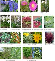 Image result for Sonchus dregeanus