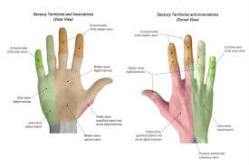 Physical Exam Of The Hand Hand Orthobullets