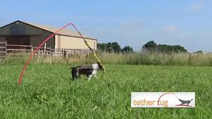 The tether tug pole spins and flexes 360 degrees for an added challenge. Tether Tug Dog Toy For Endless Hours Of Play And Exercise Miss Molly Says