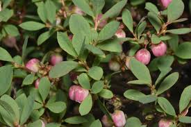 Image result for Vaccinium stanleyi