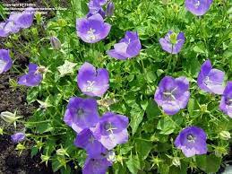 Carpathian Harebell Perennial Blue White 6 12 Inches Partial Shade Full Sun June Sept Rock Garden Rare Flowers Flower Seeds Balloon Flowers