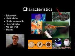 What S The Difference Between Invertebrate And Vertebrate Animals Can Be Classified Into T Apologia Biology Life Science Lessons Vertebrates And Invertebrates