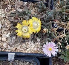 Image result for Nananthus vittatus