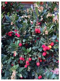 They're eaten fresh or used as an ingredient in pies, wines, jams, and. Please Help Identify This Bush With Red Berries