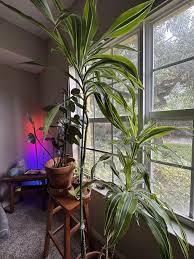 Image result for Dracaena camerooniana