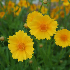 Image result for Coreopsis lanceolata