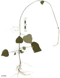 Image result for Cissampelos rigidifolia