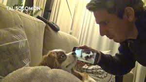 Comedian Wakes His Sleeping Dog With a Recorded Playback of His Dog Snoring