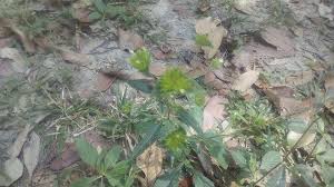 Akar som/ginseng jepun (pucuk mentah). Loras Active To Survived Khasiat Pokok Tutup Bumi