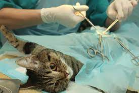 Nach der kastration stellen sich die hormonellen abläufe im körper der tiere um. Was Kostet Eine Kastration Beim Kater Tierischehelden De