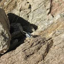 Image result for Catunaregam stenocarpa