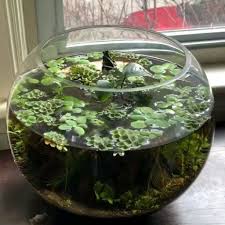 Pin On Succulents Terrarium