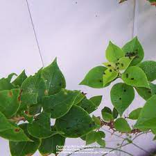 In this post you will be guided to the best places in china for eating edible insects. Florida Gardening Forum Can You Help Me Identify What Is Eating My Plant Garden Org
