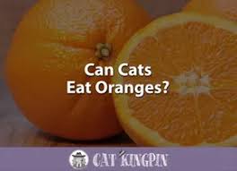 But can cats eat apples? Can Cats Eat Oranges Cat Kingpin
