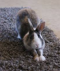 Pin By Monica Pozzi On Animali Fantastici Pet Bunny Cute Animals Bunny Pictures