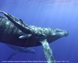 The humpback whale is one of the rorquals, a family that also includes the blue whale, fin whale, bryde's whale, sei whale, and minke whale. Hawaii Humpback Whale Season Is Underway Reminds Noaa Khon2