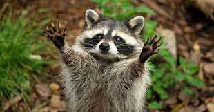 Maybe you would like to learn more about one of these? Pet Raccoons Good Idea Or Total Disaster Learn Where They Re Legal