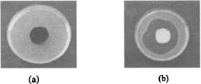 Agar Diffusion An Overview Sciencedirect Topics