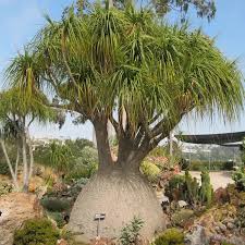 Image result for Beaucarnea recurvata