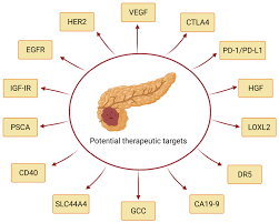 Globally pancreatic cancer is the 11th most common cancer in women and the 12th most common in men. Cancers Free Full Text Therapeutic Application Of Monoclonal Antibodies In Pancreatic Cancer Advances Challenges And Future Opportunities