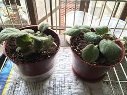 Get outdoors for some landscaping or spruce up your garden! African Violet Drooping And Leaves Not Firm