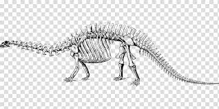 Free Download Opisthocoelicaudia Euhelopus Gobi Desert Diplodocus Brachiosaurus Dinosaur Transparent Background Png Clipart Hiclipart