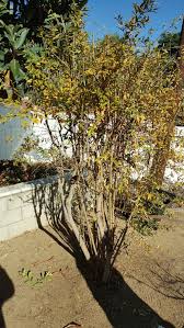 A dwarf pomegranate tree is the right size for growing indoors as it only reaches about three feet whereas a regular pomegranate tree can grow up to 30 feet tall if it's being grown in the right climate zone. Our Sad Pomegranate Tree