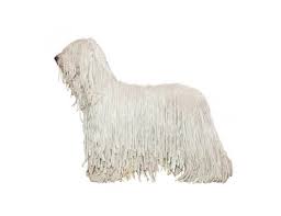 Image result for Komondor