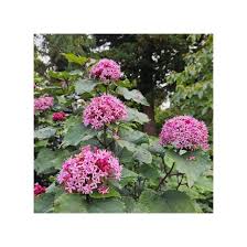 Image result for Clerodendrum schweinfurthii